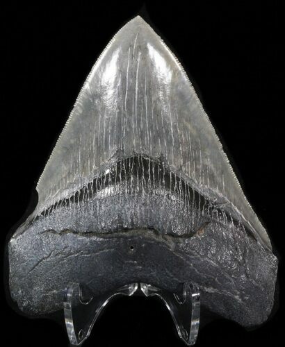 Serrated Fossil Megalodon Tooth - South Carolina #39469